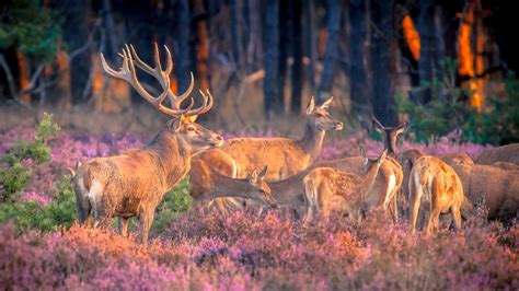 vakantie veluwe|Vakantie Veluwe